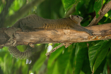 squirrel on a tree