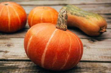 Autumn orange pumpkins on wooden planks at farm