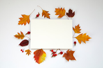 Autumn background with copy space. White blank and autumn leaves on a white background.