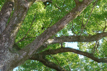 新緑を携える木