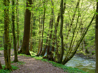 A soothing forest with the sun shining through bright green leaves