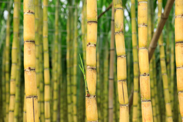Obraz premium Sugarcane field with plants growing