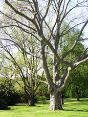 A tall grown tree with long branches without leaves