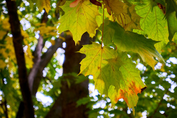 Yellow and green maple leaves close up