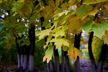 Norway Maple (Acer platanoides) autumn leaves
