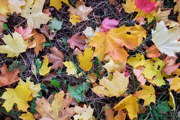 Multicolored maple leaves on the ground