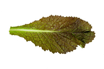 Freshly harvested red mustard leaves on a white background