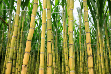 Sugarcane plants growing under sky