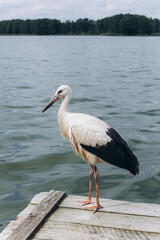 Storks on sea beach. Birds, nature concept