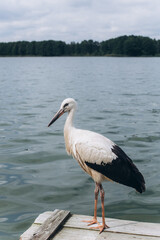 Storks on sea beach. Birds, nature concept