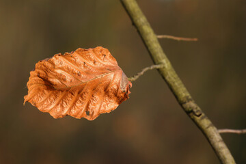 Last leaves on the branches of a Beech tree in autumn