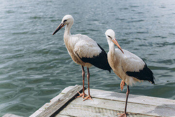 Storks on sea beach. Birds, nature concept