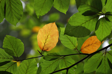 The leaves of a Beech tree changing color in autum