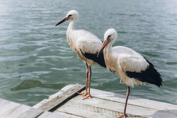 Storks on sea beach. Birds, nature concept