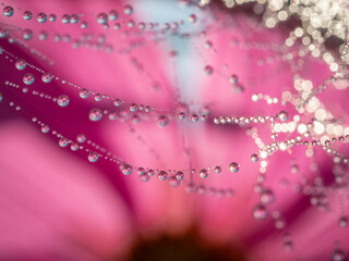 dewy spider web - net and flowers - macro photography