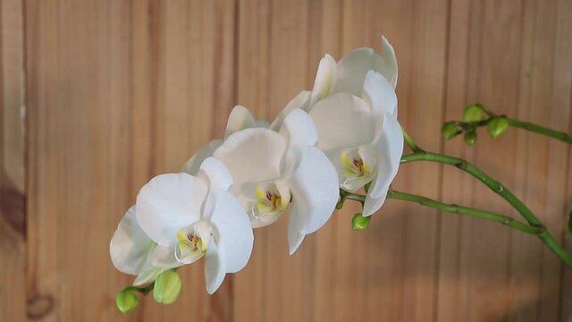 White phalaenopsis orchid in bloom on wooden background - How to make orchid to bloom concept