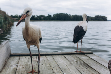 Storks on sea beach. Birds, nature concept