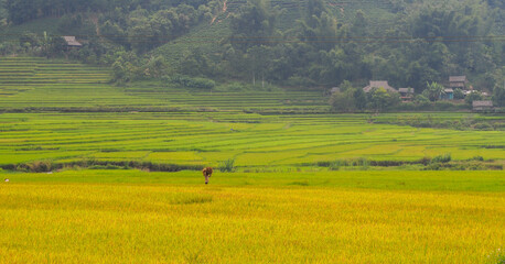 Fototapeta na wymiar Terraced rice field in Sapa, Vietnam