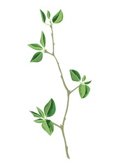 Illustration of branch and green leaves. Spring or summer stylized foliage.