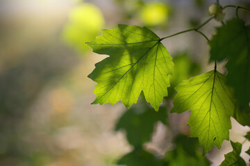 Twig with maple leaves close up
