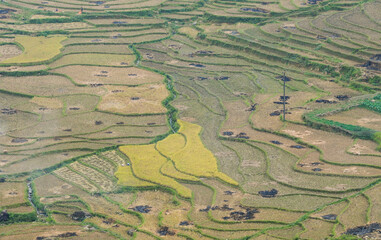 Terraced rice field in Sapa, Vietnam
