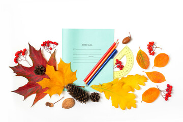 Back to school composition. Autumn composition with school items, notebook, pencils, ruler. Autumn leaves, rowan berries, acorns, cones on a white background. Flat lay, top view, copy space.