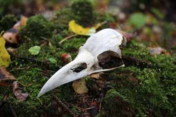 The skull of a black raven in the autumn forest.