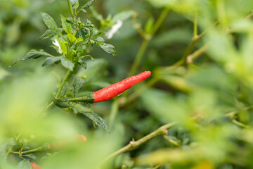 chili peppers on the tree in garden. Red chili pepper tree in pot plant, Bird's eye chili blooming. Thai chili tree agricultural in organic farm.