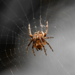 Macrophotographie d'une araignée sur sa toile en couleur sélective