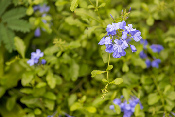 Forget-me-not flower  with bright green leaves. blue flowers forget-me-in the field.