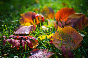 Leaves in various autumnal colors