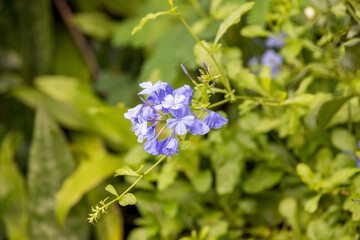 Forget-me-not flower  with bright green leaves. blue flowers forget-me-in the field.
