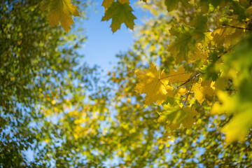 Twig with maple leaves close up