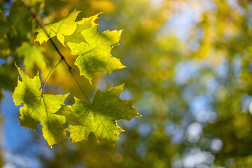 Twig with maple leaves close up