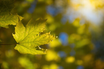 Twig with maple leaves close up