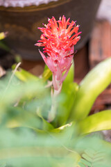 siam tulip Inflorescence. image of nature background, wallpaper and copy space. beautiful of floral blooming.