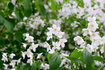 Twig with white jasmine flower in spring