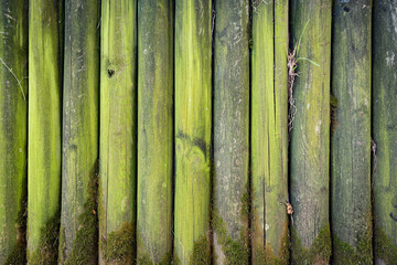 Green monochrome background of wood logs