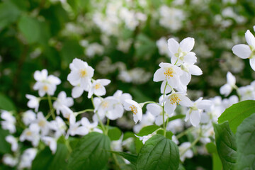 Twig with white jasmine flower in spring