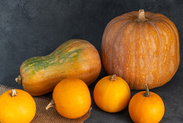 large and small pumpkins on a gray background. halloween, harvest, autumn decor.