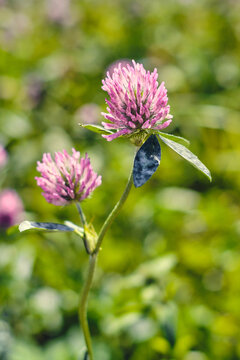 Blooming Red Clove