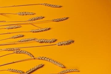 ear of wheat on orange background