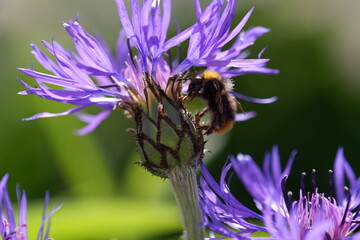 bee on flower