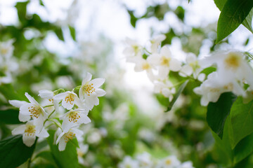 Twig with white jasmine flower in spring