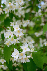 Twig with white jasmine flower in spring