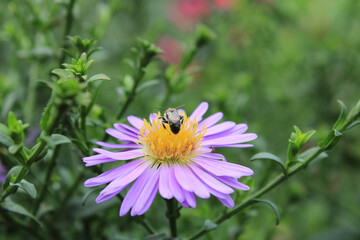 European Michaelmas daisy flower macro photo