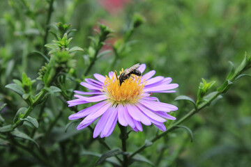 European Michaelmas daisy flower macro photo