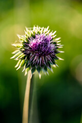 medicinal plant milk Thistle close-up.