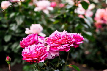 Beautiful roses growing in the front garden of the city park on a bright sunny day. Blurred background. Close-up.