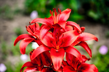 Beautiful red lily in the nature garden